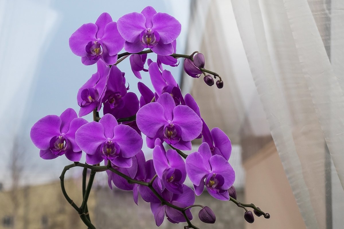 Фото Орхидеи Почему