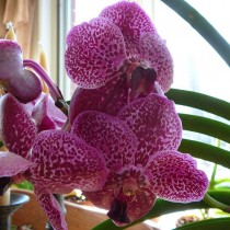 Орхидея ванда (Vanda) Орхидея ванда (Vanda)