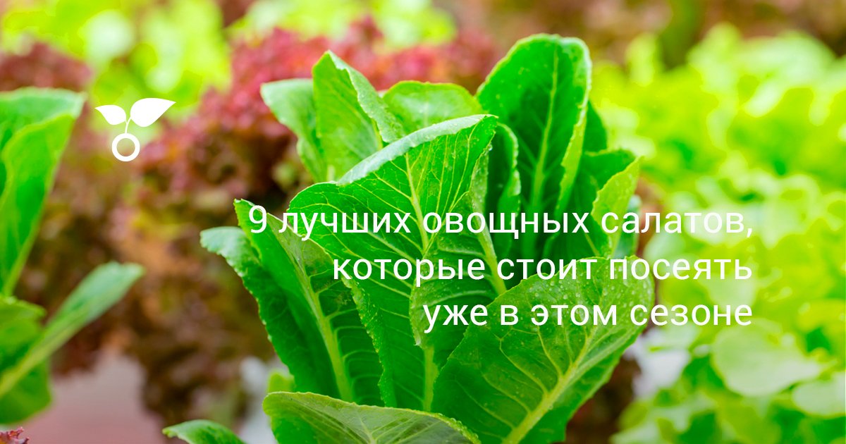 Лучшие сорта салата для открытого грунта и теплиц – условия выращивания – 4 Сезона огородника