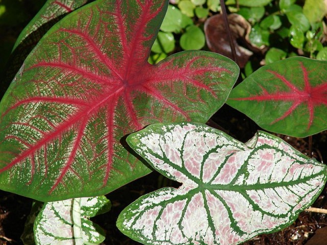 Каладиум двухцветный (Сaladium bicolor) Каладиум двухцветный (Сaladium bicolor)