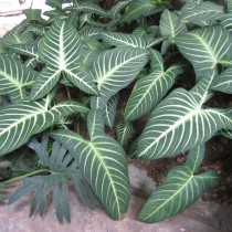 Каладиум Линдена (Caladium lindenii) Каладиум Линдена (Caladium lindenii)