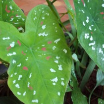 Каладиум Шомбурга (Caladium schomburgkii) Каладиум Шомбурга (Caladium schomburgkii)