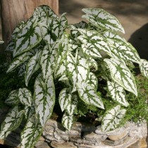 Каладиум Гумбольдта (Caladium humboldtii) Каладиум Гумбольдта (Caladium humboldtii)