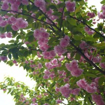 Вишня остропильчатая (Cerasus serrulata) Вишня остропильчатая (Cerasus serrulata)