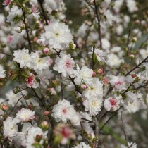 Вишня железистая (Prunus glandulosa) Вишня железистая (Prunus glandulosa)