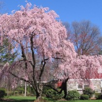 Вишня короткощетинистая (Prunus subhirtella) Вишня короткощетинистая (Prunus subhirtella)