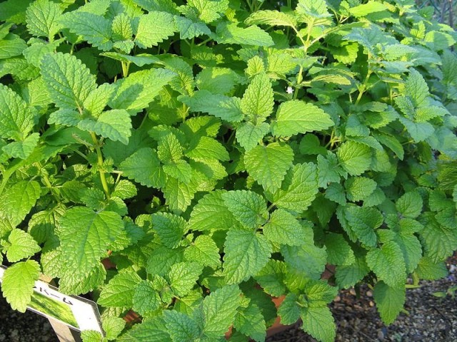 Лимонная мята или мелисса (Melissa officinalis) Лимонная мята или мелисса (Melissa officinalis)