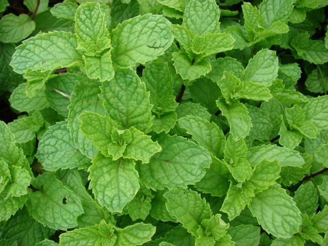 Мята колосистая или мята колосистая (Mentha spicata) Мята колосистая или мята колосистая (Mentha spicata)