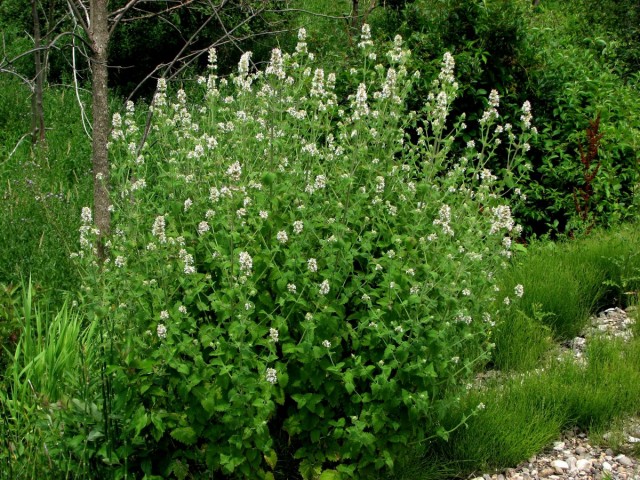 Кошачья мята, или кошачья мята (Nepeta cataria) Кошачья мята, или кошачья мята (Nepeta cataria)