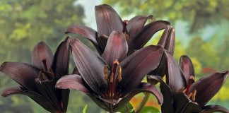 11 самых красивых черных цветов, или Немного мистики в саду