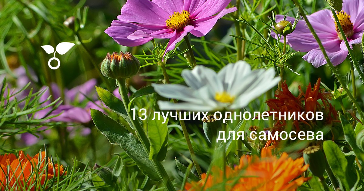 Цветы Листья Как Укроп Фото