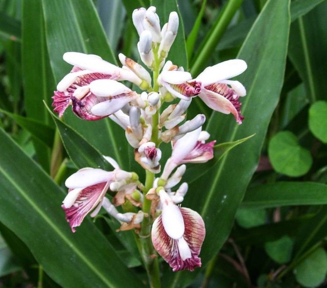 Цветение альпинии лекарственной (Alpinia officinarum) Цветение альпинии лекарственной (Alpinia officinarum)