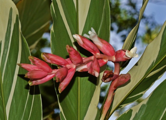 Альпиния ленточная (Alpinia vittata) Альпиния ленточная (Alpinia vittata)