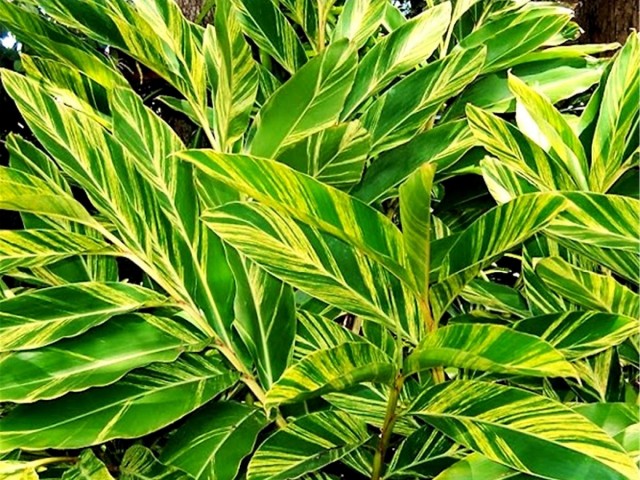 Альпиния церумбет (Alpinia zerumbet) Альпиния церумбет (Alpinia zerumbet)