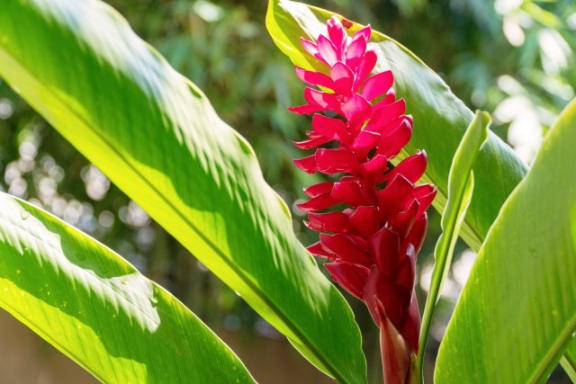 Альпиния пурпурная (Alpinia purpurata) Альпиния пурпурная (Alpinia purpurata)