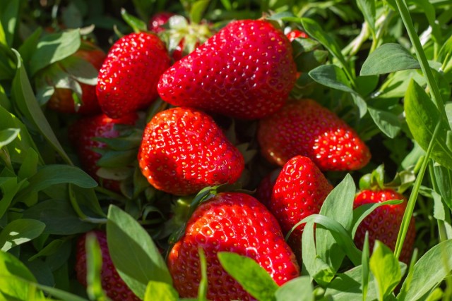 Лунный календарь на июнь 2019. Календарь работ садовода и