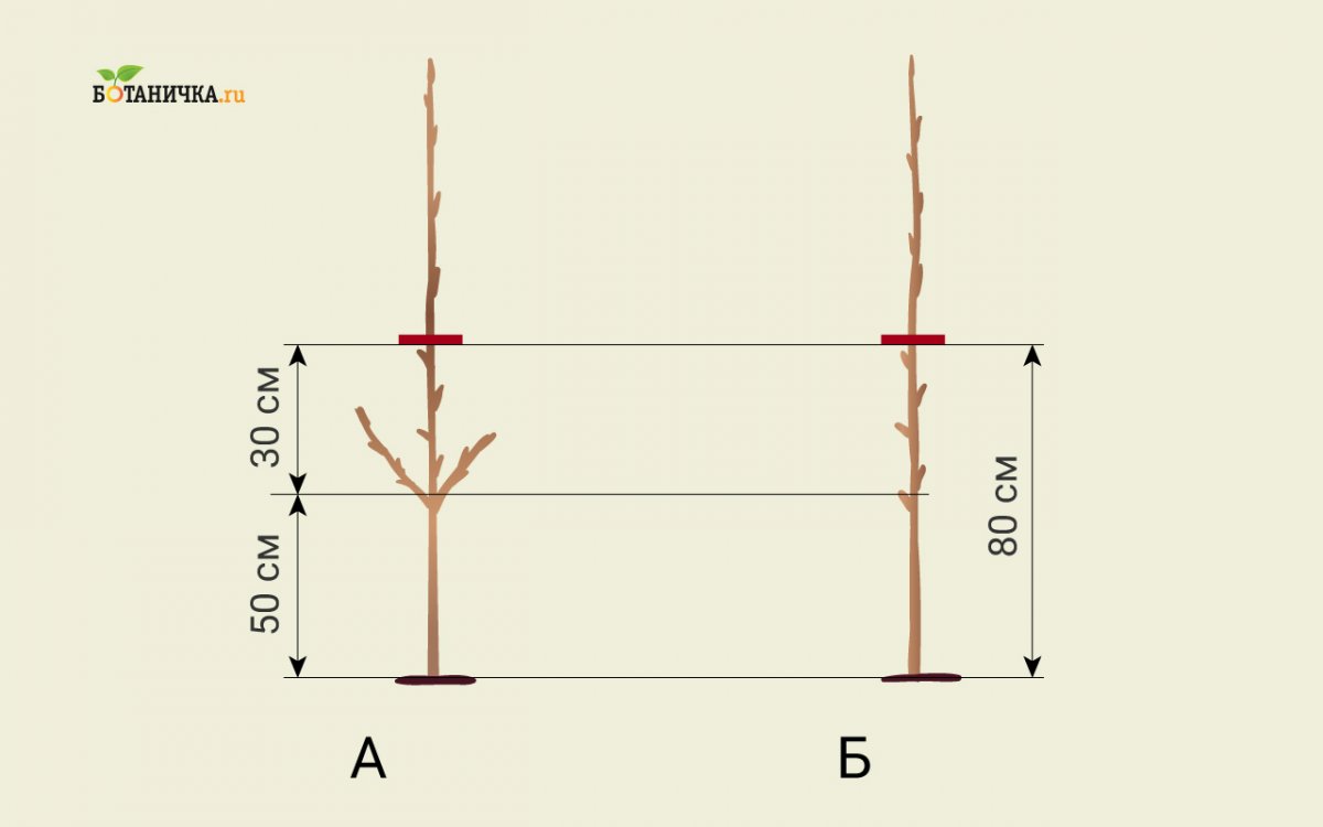 Обрезать ли саженцы при посадке. Обрезать однолетний саженец яблони. Схема обрезки саженцев яблони. Схема посадки саженцев яблони. Обрезка саженца яблони весной.
