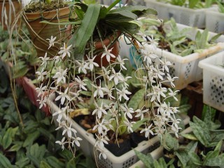 Эрангис (Aerangis) Эрангис (Aerangis)