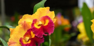 Орхидеи с ароматами фруктов и изысканных духов. Потинара (Potinara)