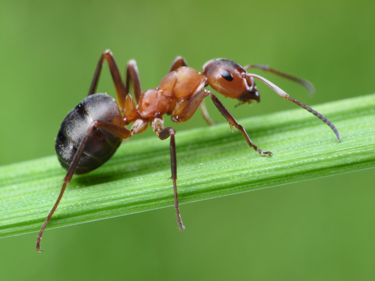 Картинки что едят муравьи
