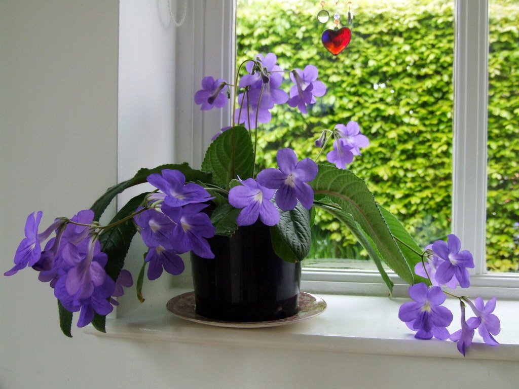 Стрептокарпус цветок комнатный фото уход в домашних
