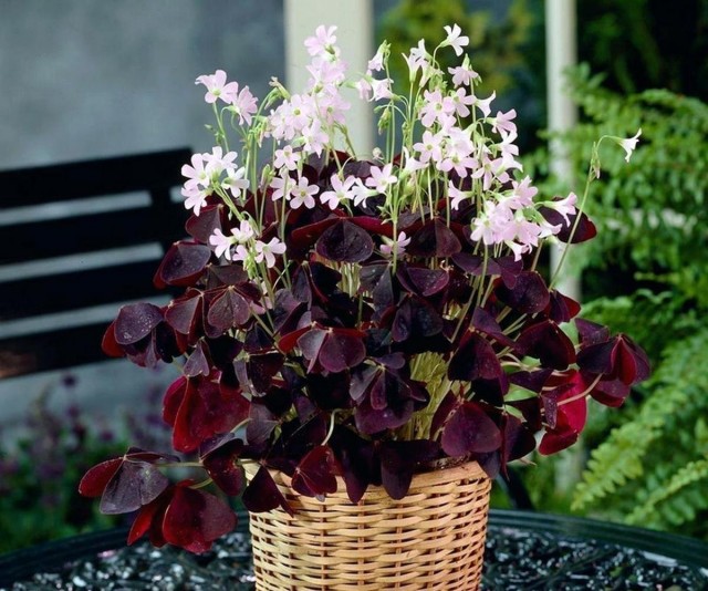 Оксалис (Oxalis) Оксалис (Oxalis)