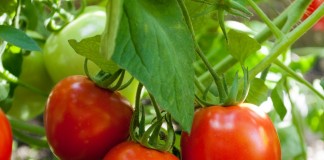 «Ордан» - эффективная защита и лечение овощных культур от болезней