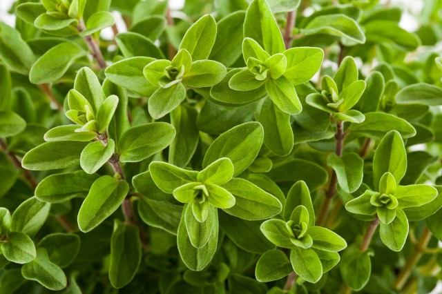 Майоран, или Душица, или Орегано (Origanum majorana) Майоран, или Душица, или Орегано (Origanum majorana)