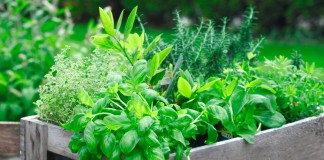 Прованские травы в саду и на подоконнике — выращивание и использование