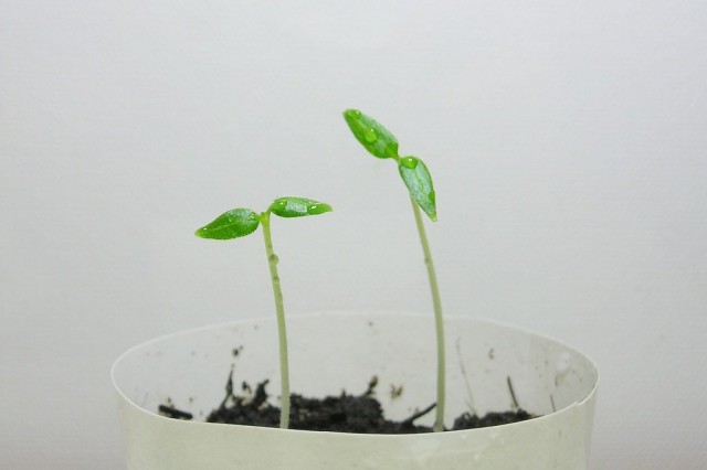 Цифомандру можно выращивать из черенков или классическим методом - из семян