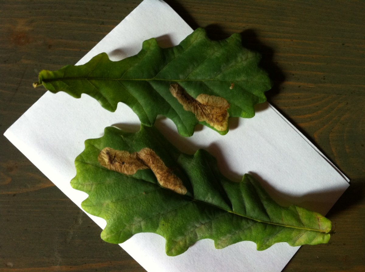 Болезни дуба на листьях и их лечение фото