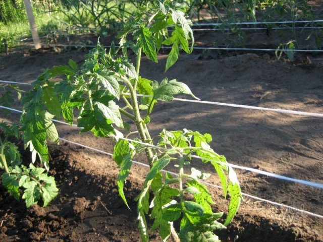 Шпалерный метод подвязки томатов подразумевает коллективную поддержку растений