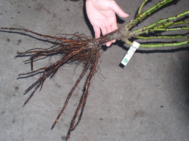Как выращивать саженцы с закрытой корневой системой?