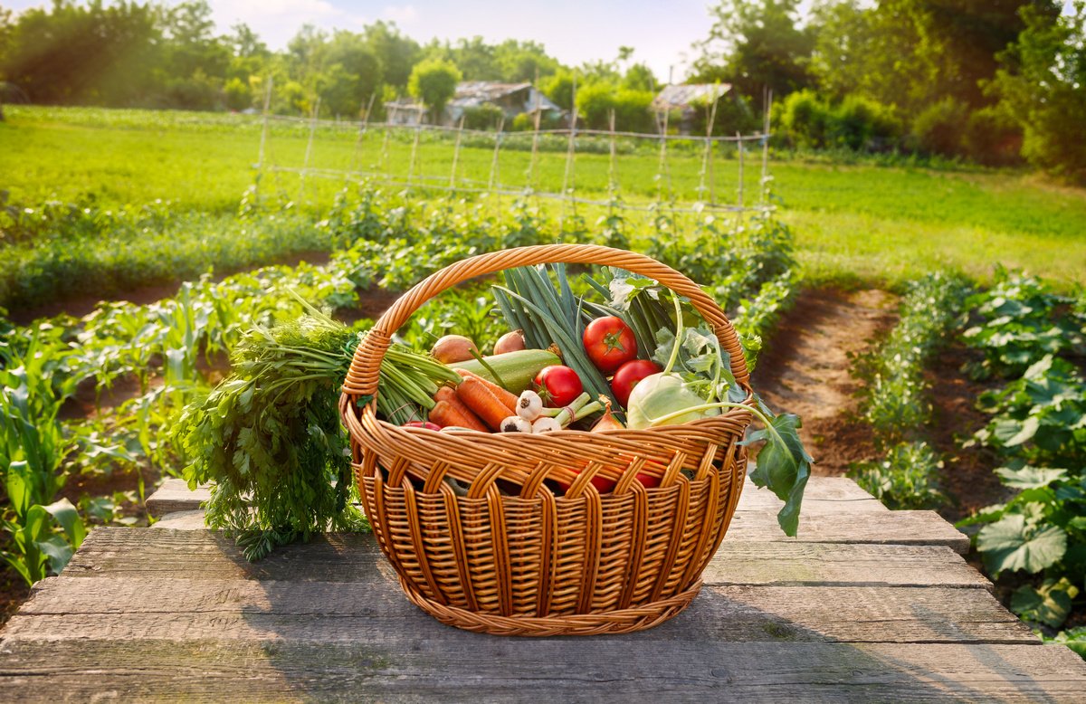 10 самых простых в выращивании овощей для дачи