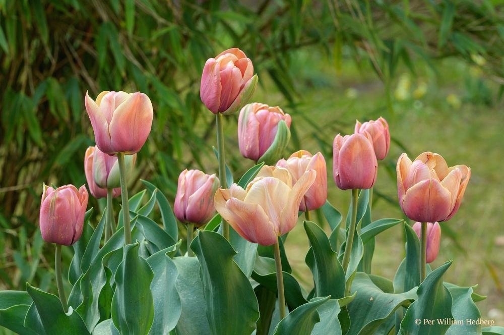 Tulip-La-Belle-Epoque-2