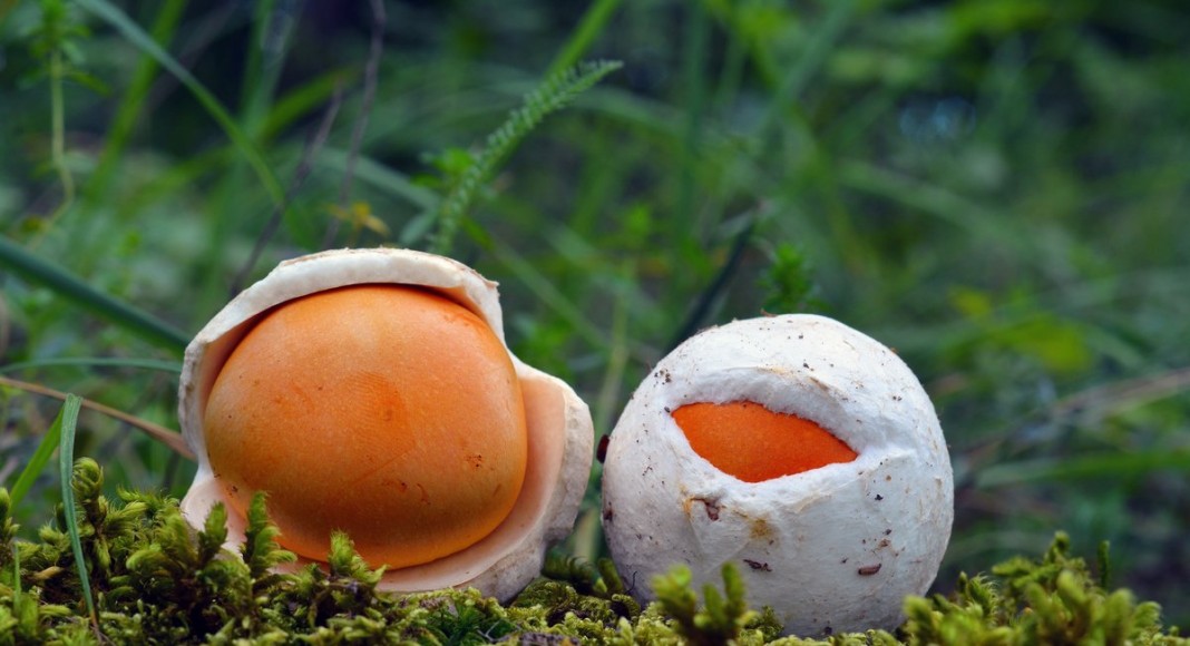 Малознакомые, но вкусные и полезные грибы