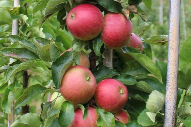 Колоновидная яблоня «Васюган»