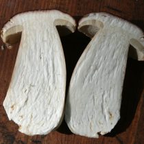 Юный белый гриб в разрезе