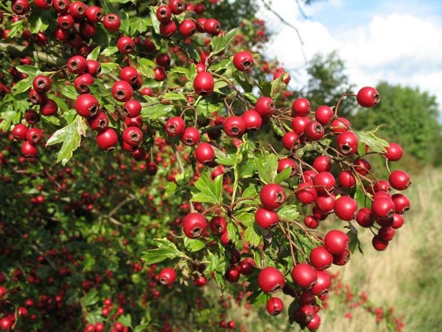 Боярышник (Crataegus) Боярышник (Crataegus)