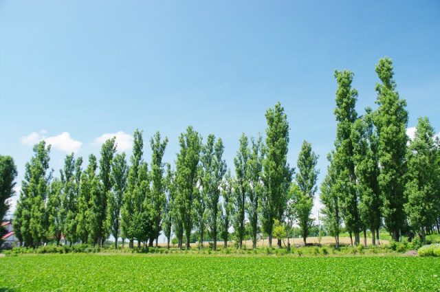 Тополь берлинский (Populus x berolinensis K.Koch) Тополь берлинский (Populus x berolinensis K.Koch)
