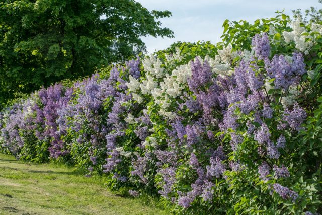 Живая изгородь из сирени (Syringa) Живая изгородь из сирени (Syringa)