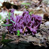 Клавулина аметистовая (Clavulina amethystina) Клавулина аметистовая (Clavulina amethystina)