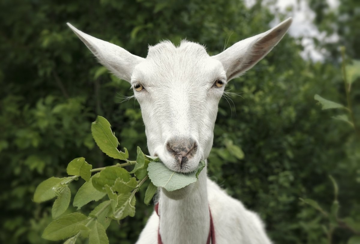 Можно ли кормить коз коноплей hydra косметика для собак купить в спб