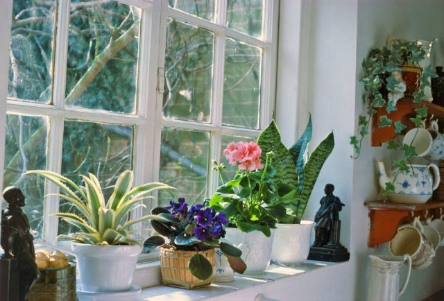 Важные особенности осеннего ухода за комнатными растениями