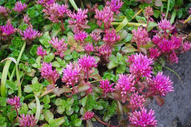Седум ложный (Sedum spurium) Седум ложный (Sedum spurium)
