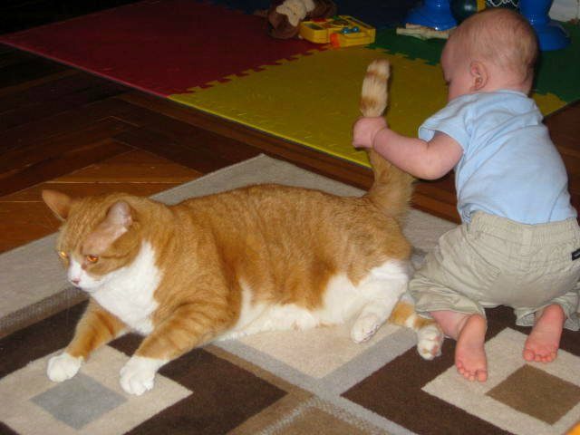 Очень часто, дергая кошку за хвост, дети так играют с питомцем, поэтому нужно объяснять, что так делать нельзя