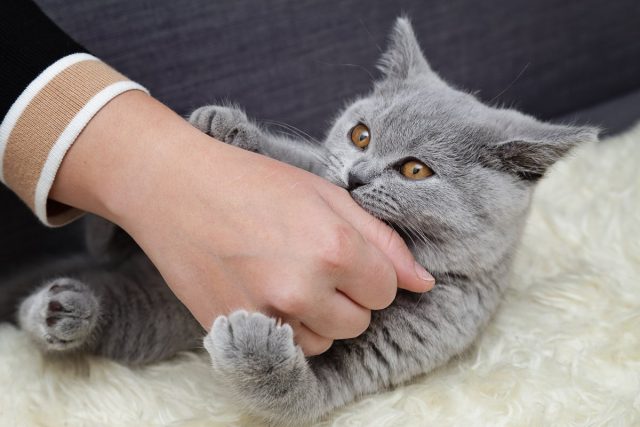 Нельзя приручать котенка играть с руками