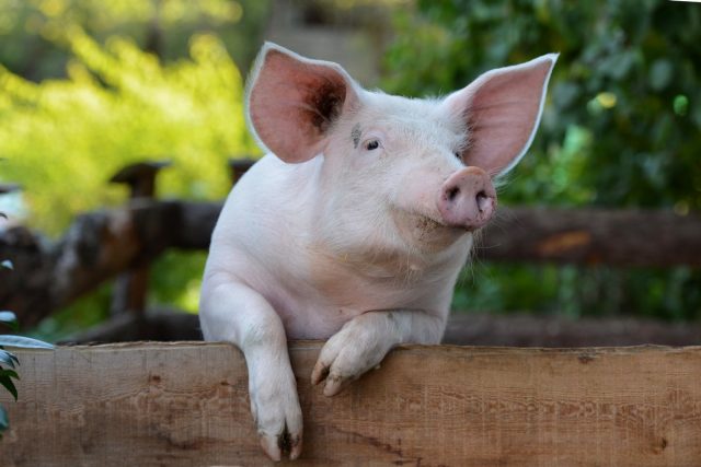 Кормление свиней: принципы, технологии и запрещенные продукты