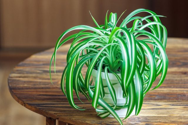 Хлорофитум (Chlorophytum) поглощает угарный газ, аммиак, ацетон, бензол, окиси азота, формальдегиды, токсины и аллергены Хлорофитум (Chlorophytum) поглощает угарный газ, аммиак, ацетон, бензол, окиси азота, формальдегиды, токсины и аллергены