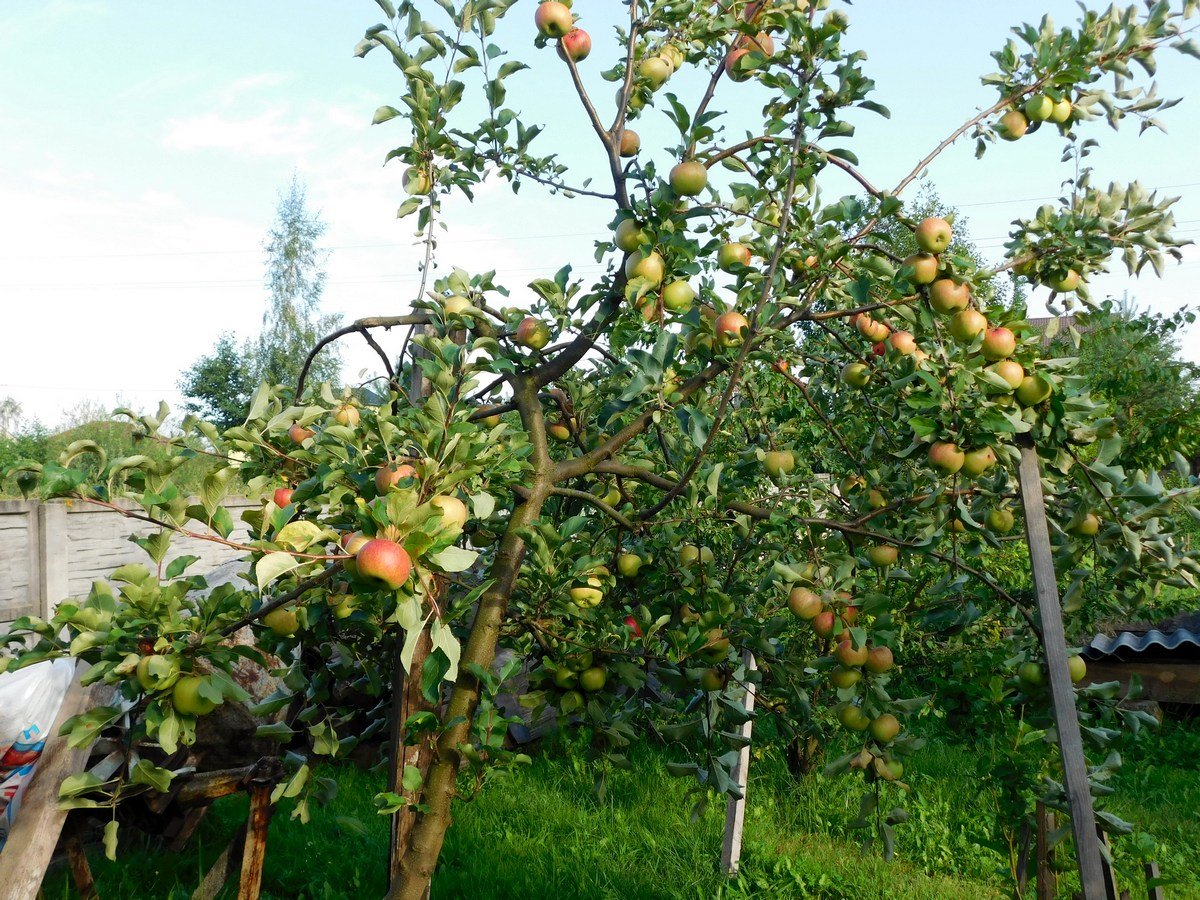 Лучшие сорта карликовых яблонь: посадка и уход